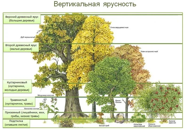 Охарактеризуйте роль ярусного размещения видов в биогеоценозе. Ярусность лиственного леса. Ярусность лесного фитоценоза. Вертикальная структура ярусность. Ярусность в биоценозе лиственного леса.