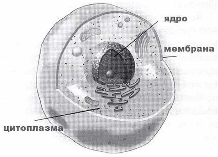 Клетка ядро цитоплазма мембрана. Мембрана цитоплазма ядро. Клеточная мембрана ядро. Строение клетки ядро цитоплазма мембрана. Клетки имеющие два ядра