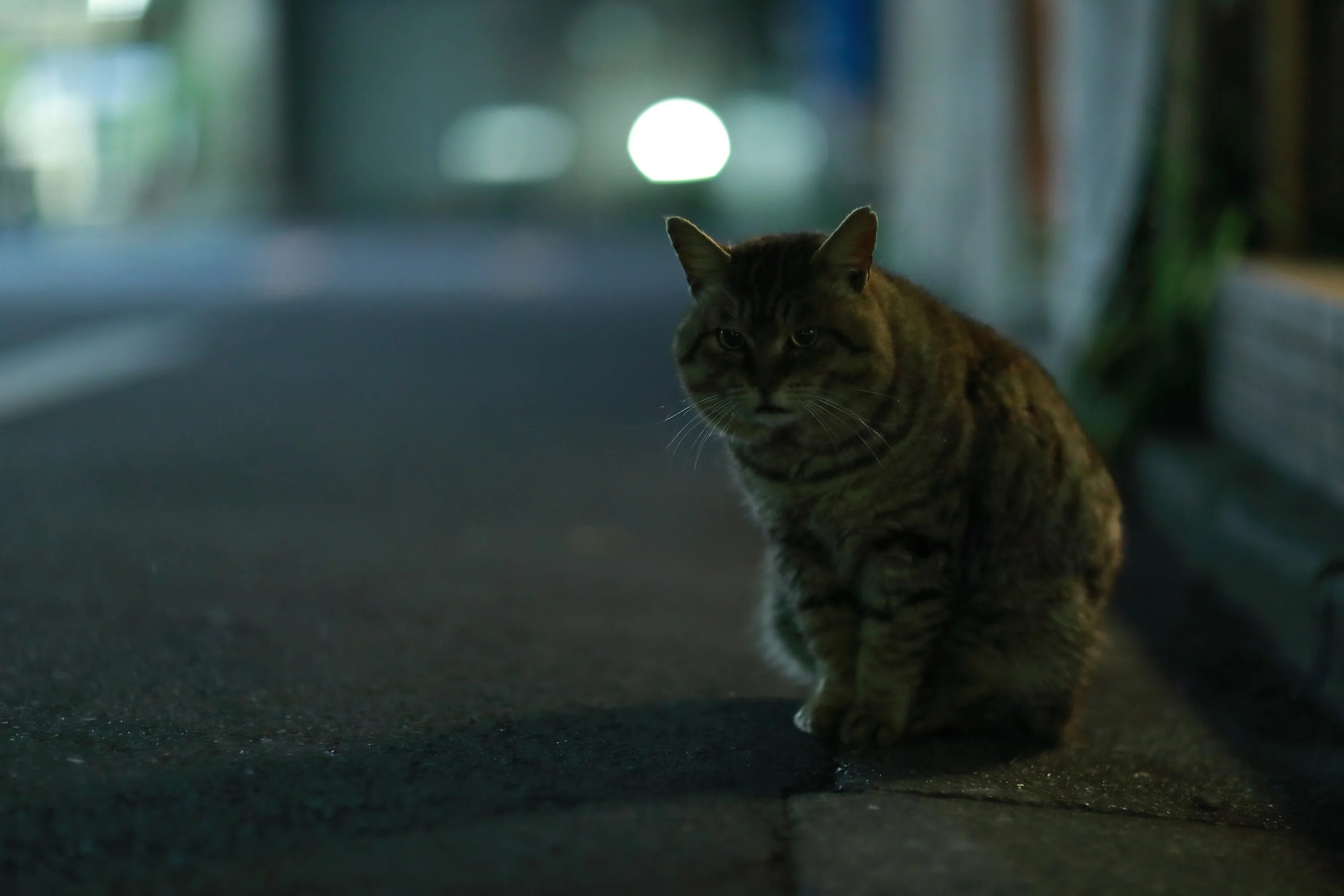 Кот ночью. Кошка на улице ночью. Серый кот на улице. Коты в ночном городе. Hello street cat live