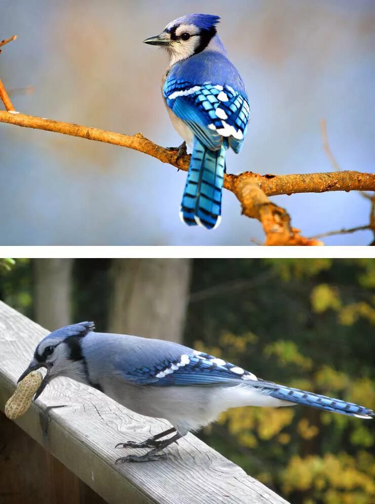 «Голубые сойки». Любые птицы. Перо голубой сойки. Голубая Сойка самец и самка.