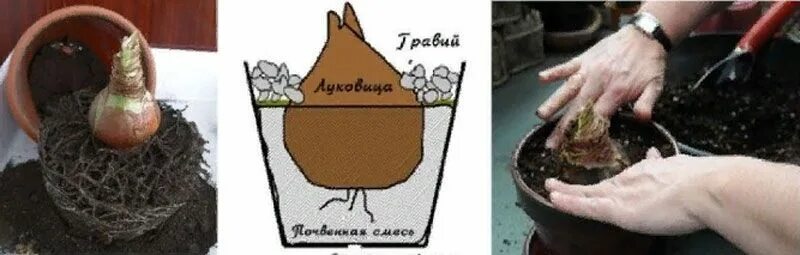 Амариллис какой грунт. Гиппеаструм размножение луковицами. фузариоз луковицы амариллиса. луковица будлеи. амариллис посадка луковицы.