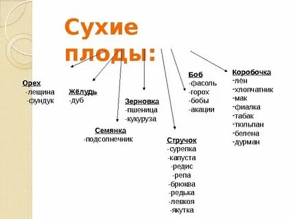 Простые сухие плоды