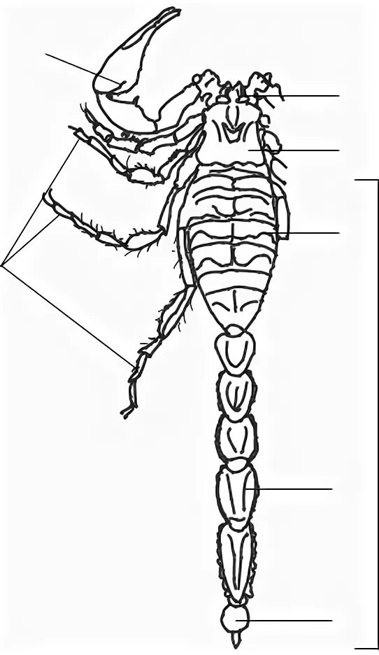 Скорпион Buthus eupeus. Скорпион Buthus eupeus строение. Buthus eupeus строение. Хелицеры скорпиона. Речной рак головогрудь брюшко