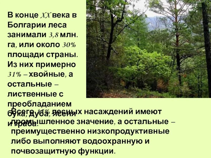 Болгария лес. Леса Болгарии. Какие леса в Болгарии. Районы с хвойными лесами Болгария. Большую часть территории занимают 2 государства