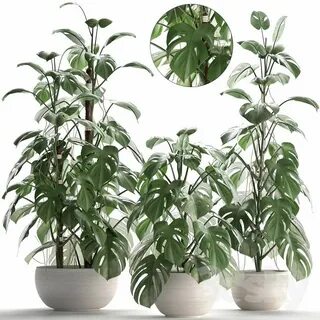 Try plant