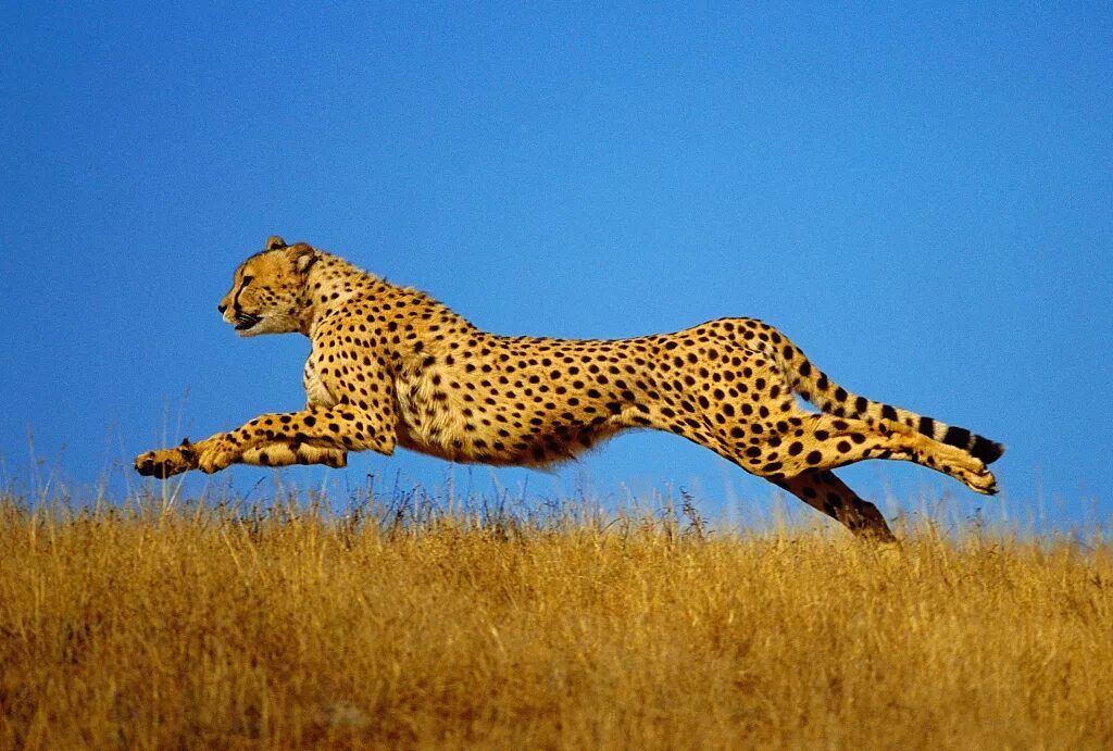 Leopards run runs fast