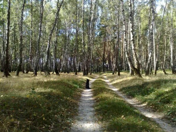 Черниговский лес. Черниговские леса. Черниговский лес сергиев посад грибы. Лес обычный. Киров лес.