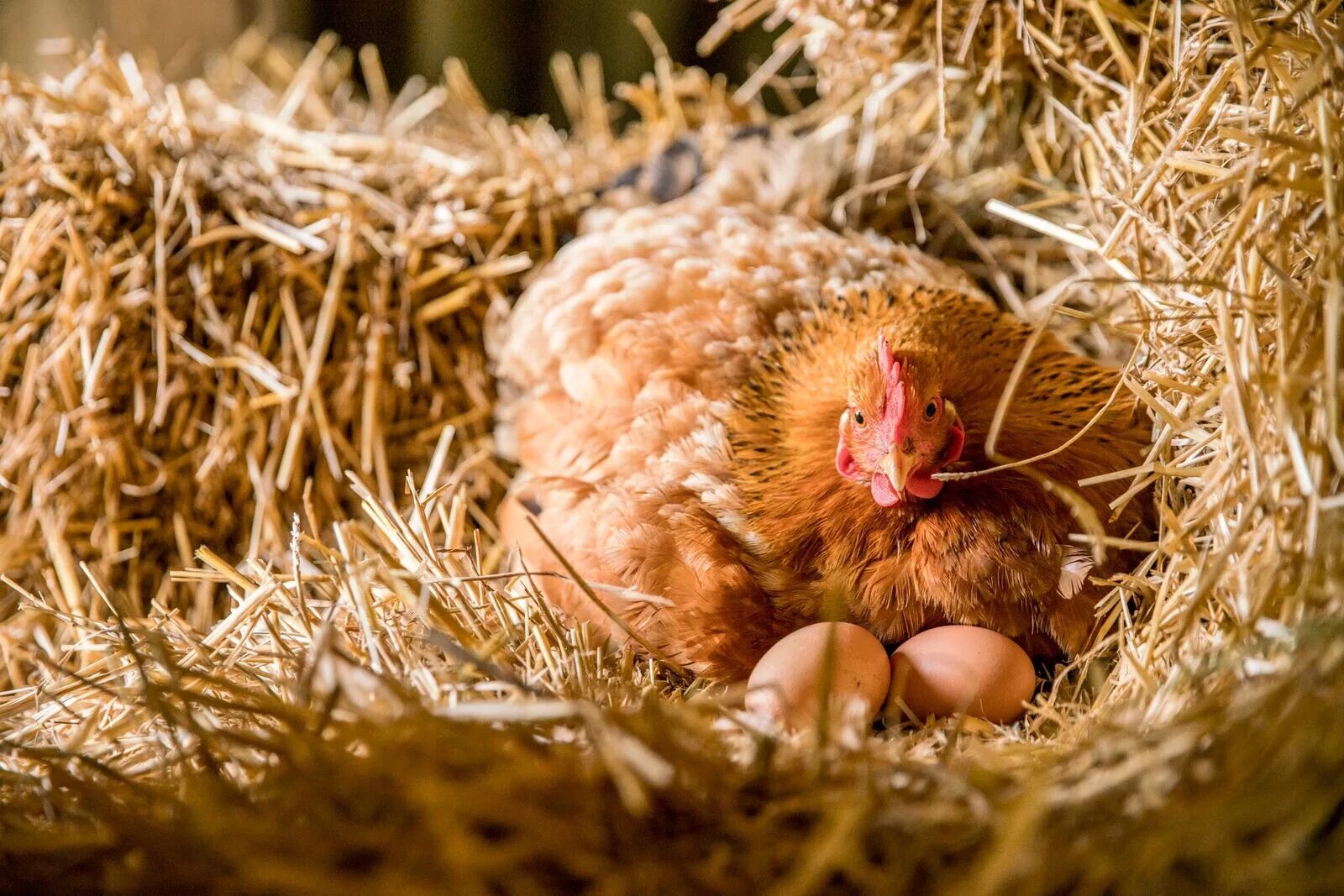 Сколько дней курица высиживает цыплят. Наседка курица высиживает яйца. Цыпленок в гнезде. Куры в гнезде. Курочка в гнезде.