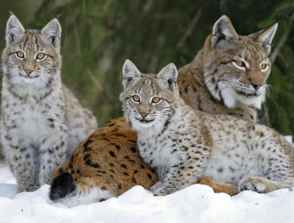 Рысь Линкс. Обыкновенная Рысь. Рысь - Lynx Lynx (Linnaeus, 1758). Рысь европейская обыкновенная. Уральские рыси