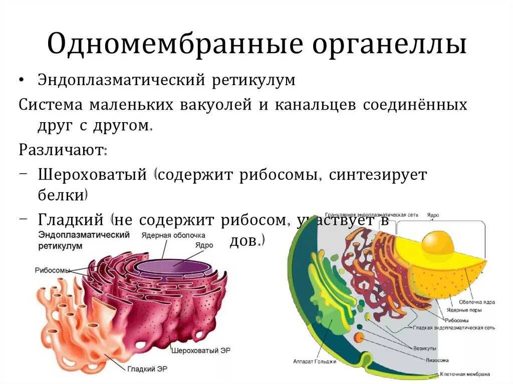 Гольджи ферменты. Одномембранные органоиды строение. Одномембранные органоиды клетки. Их структура. Одномембранные органоиды клетки функции. Одномембранные органоиды рисунок и функции.