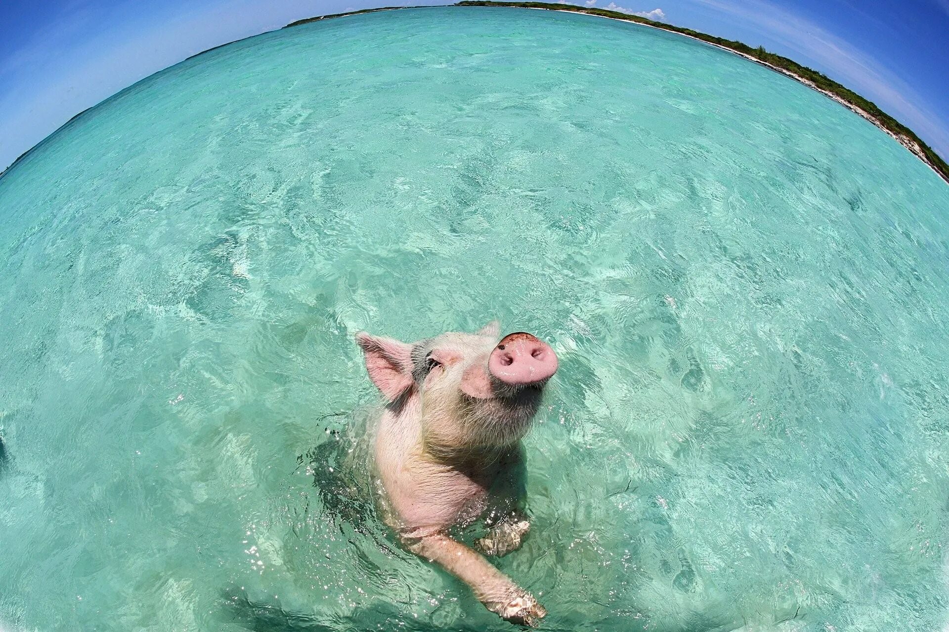 Свинка плавает. Пиг-Бич Багамские острова. Свинья в бассейне. Поросенок в воде. Свинка в бассейне.