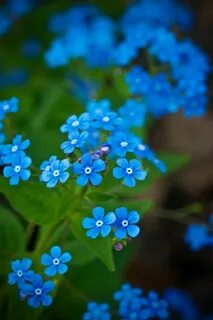 Nice blue