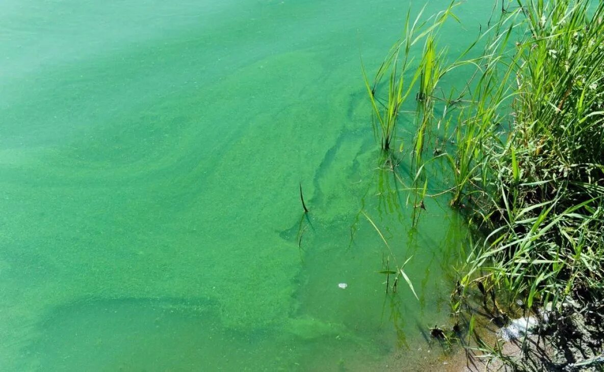 Водоросли поглощают воду. Цветение воды цианобактерии. Цианобактерии сине-зеленые водоросли. Синезеленые водоросли ядовитые. Синезелёными «водорослями».