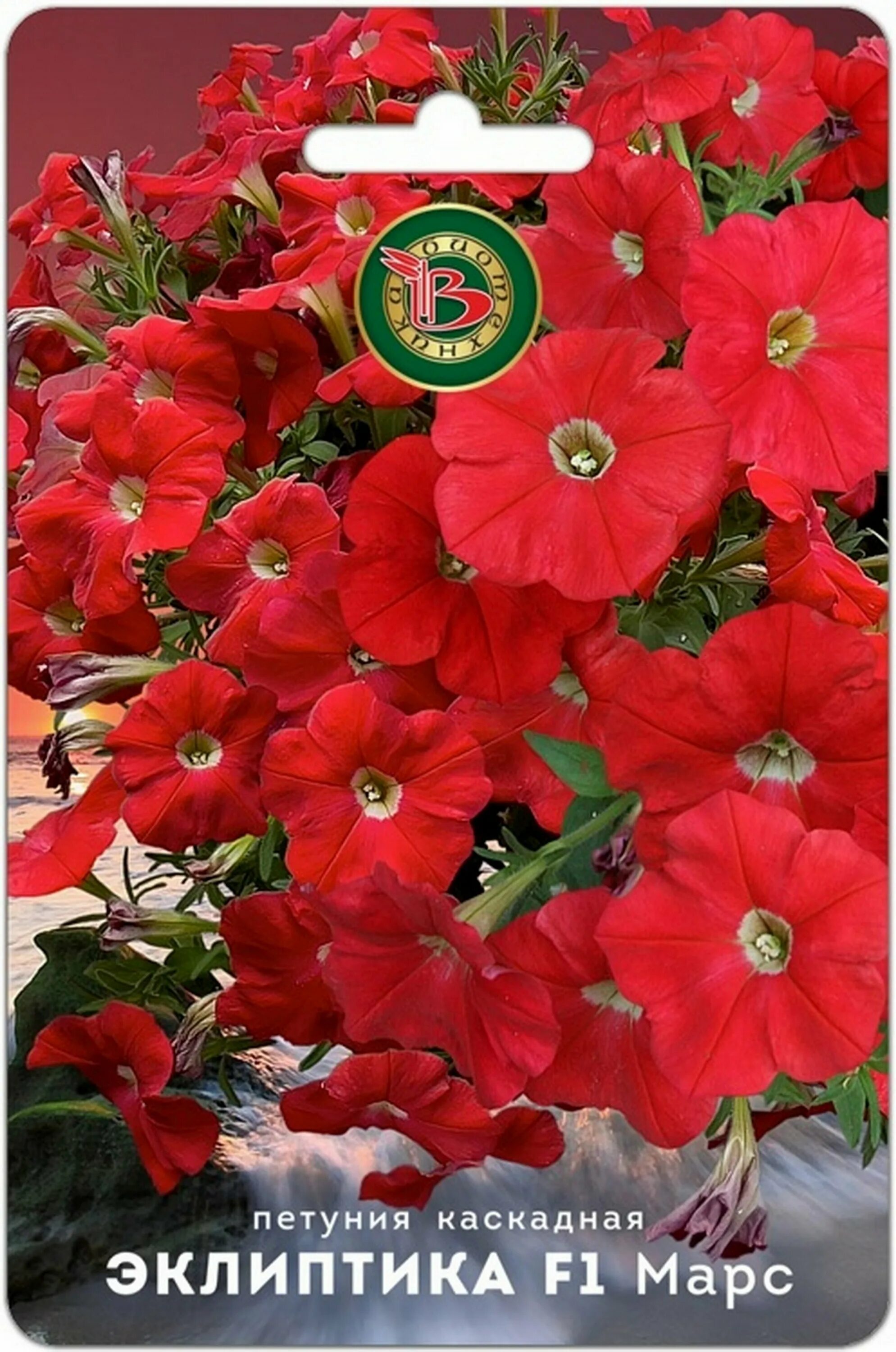 петуния эклиптика