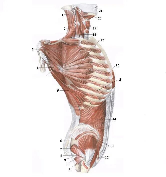 Мышечная система диафрагма. Мышцы грудной клетки анатомия. Мышцы боковой поверхности туловища. Мышцы туловища вид сбоку. Внутренняя мышца живот миология.