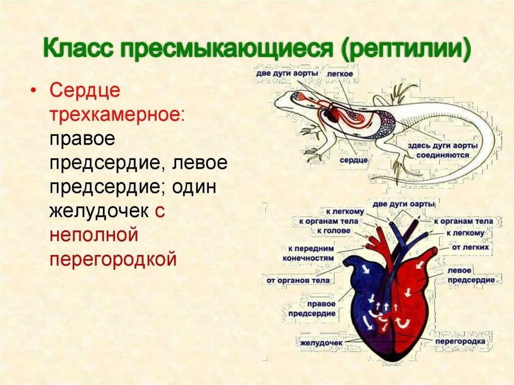 Большой круг кровообращения рептилий. Пресмыкающиеся строение сердца. Кровеносная система система пресмыкающихся. Особенности строения сердца у пресмыкающихся. Кровеносная система земноводных перегородка.