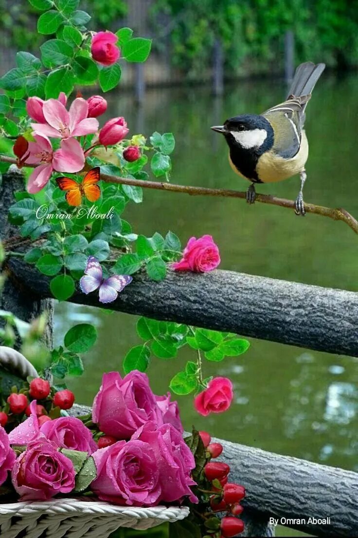 Доброго дня птицы. Природа птицы. цветы и птицы. красивые птички. весенние птицы.