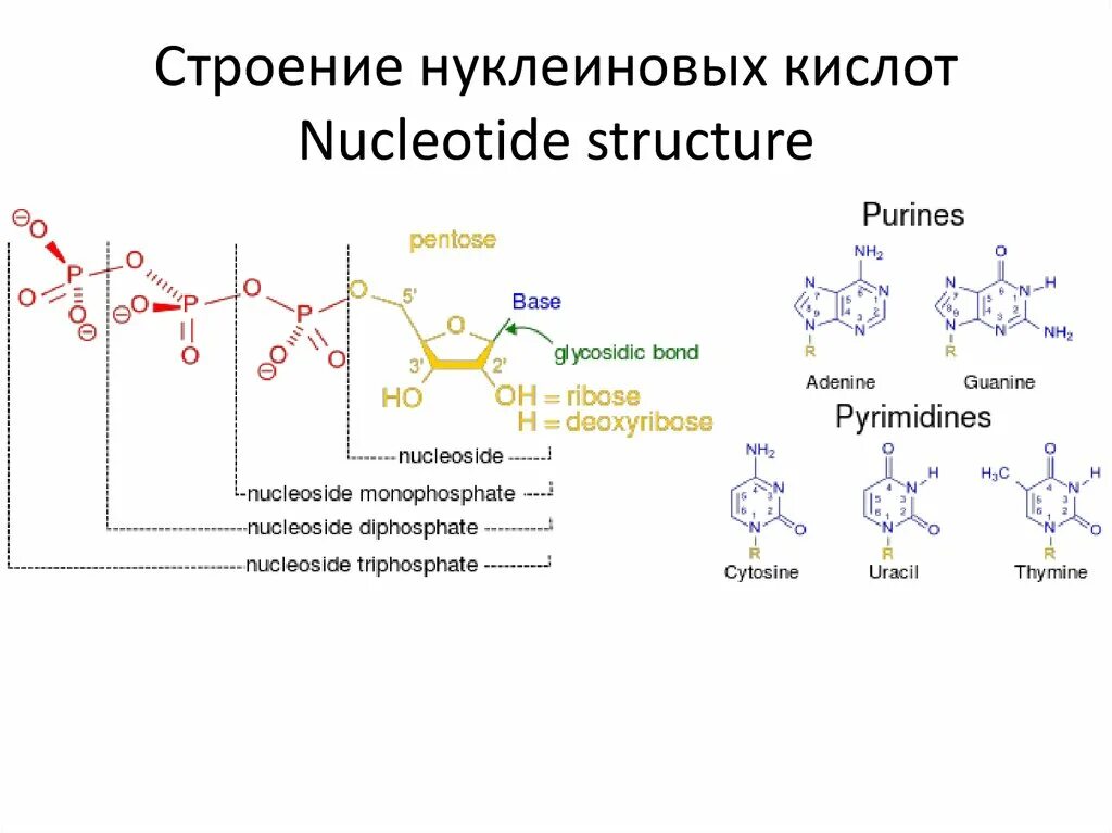 Схема строения нуклеиновых кислот. Строение нуклеиновых кислот строение. Нуклеиновые кислоты строение структура. Нуклеиновые кислоты строение нуклеиновых кислот.