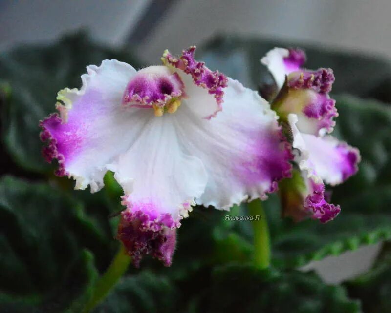 фиалки моне