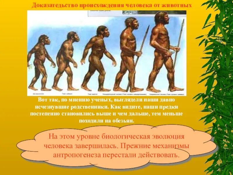 Эволюционное происхождение человека презентация. Происхождение человека. Как выглядели предки человека. Появление человека. История развития человека на земле.