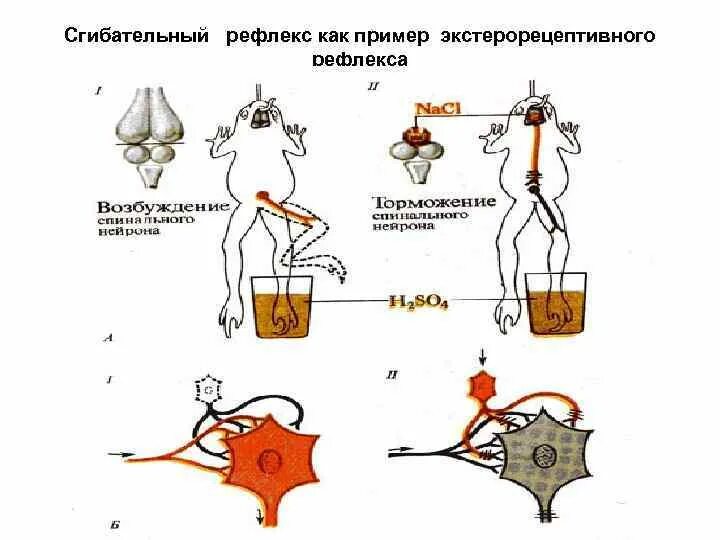 Дуга сгибательного рефлекса. Защитный сгибательный рефлекс физиология. Рефлекторная дуга Сеченовского торможения. Полисинаптический сгибательный рефлекс. Сгибательный рефлекс схема.