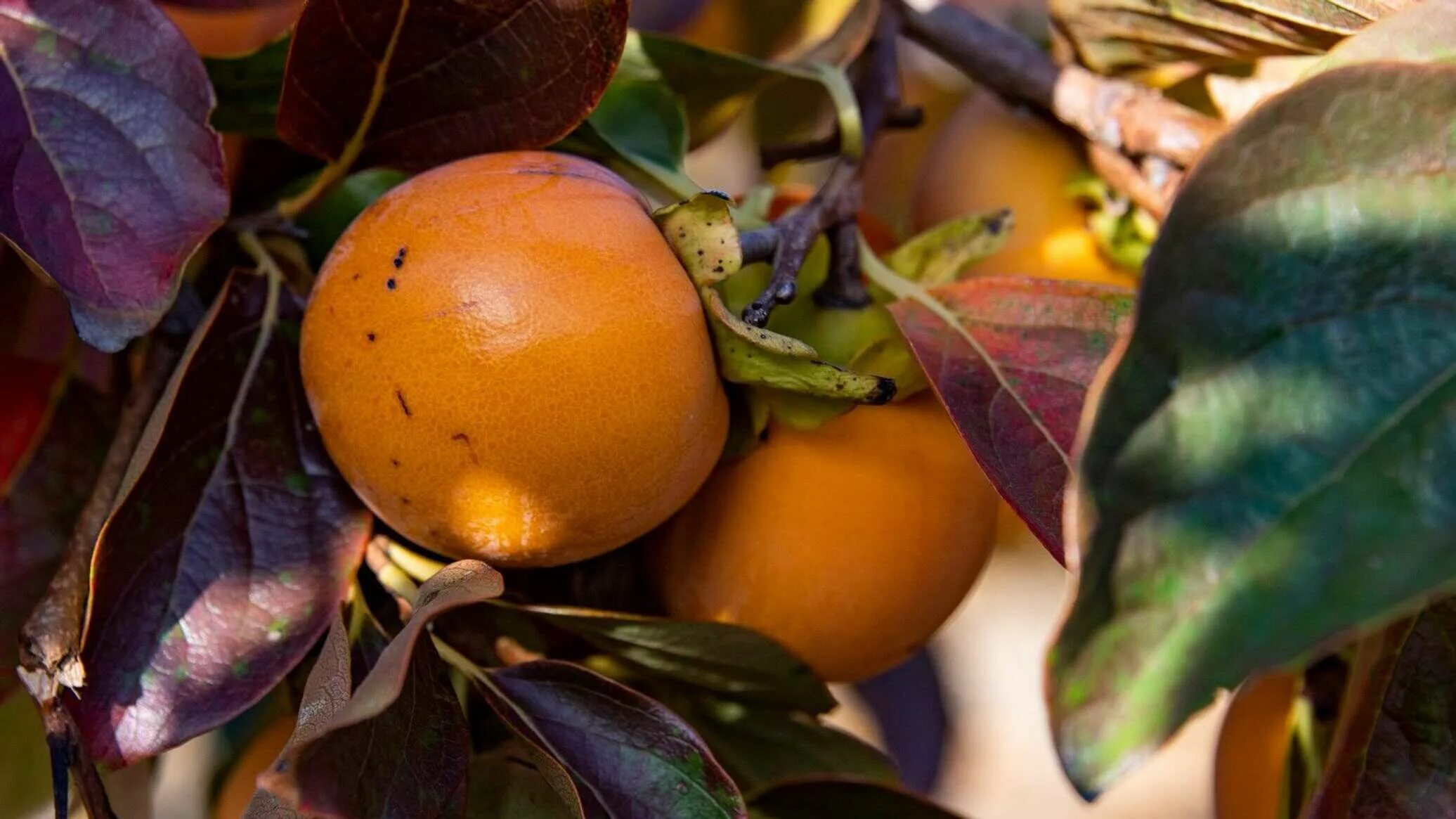 Мушмула азгиль. Плоды турции. Кумкват или мушмула. Мушмула сочинская. Мушмула фрукт азербайджанская.