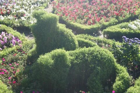 Кохое