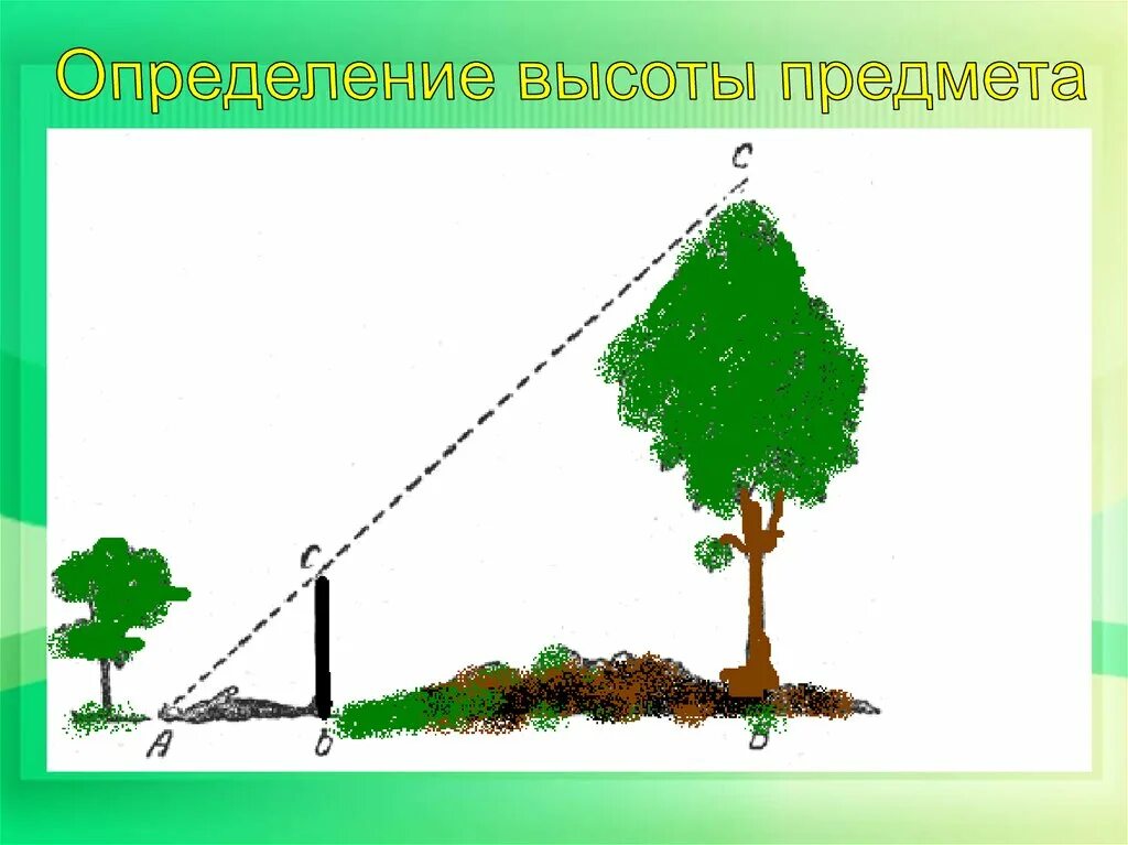 Определение высоты предмета геометрия. Измерение высоты предмета. Определение высоты предмета. Измерительные работы на местности. Определение высоты дерева.