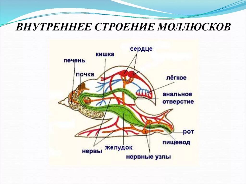 Внешнее и внутреннее строение брюхоногого моллюска. Тип моллюски прудовик строение. Прудовик моллюск строение. Схема органов брюхоногих моллюсков. Класс брюхоногие строение