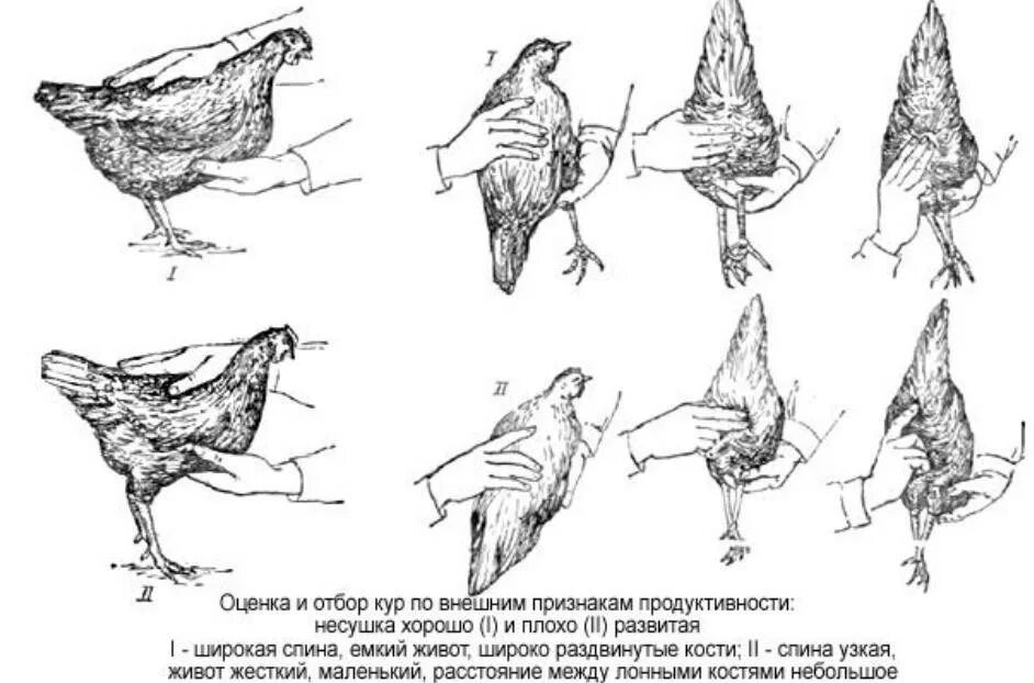 Как отличить молодую от старой. Как определить Возраст у кур несушек. Лонные кости у курицы несушки. Как определить курицу несушку от не несушки. Как определить Возраст курицы.