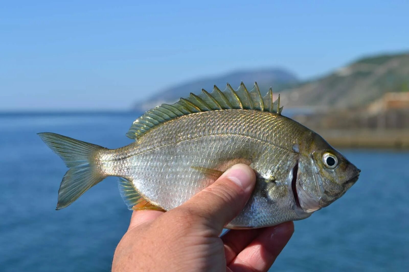 Рыба из крыма. Рыба которая обитает в крыму. Морская рыбалка в крыму. Черноморская рыба. Крымская рыба.