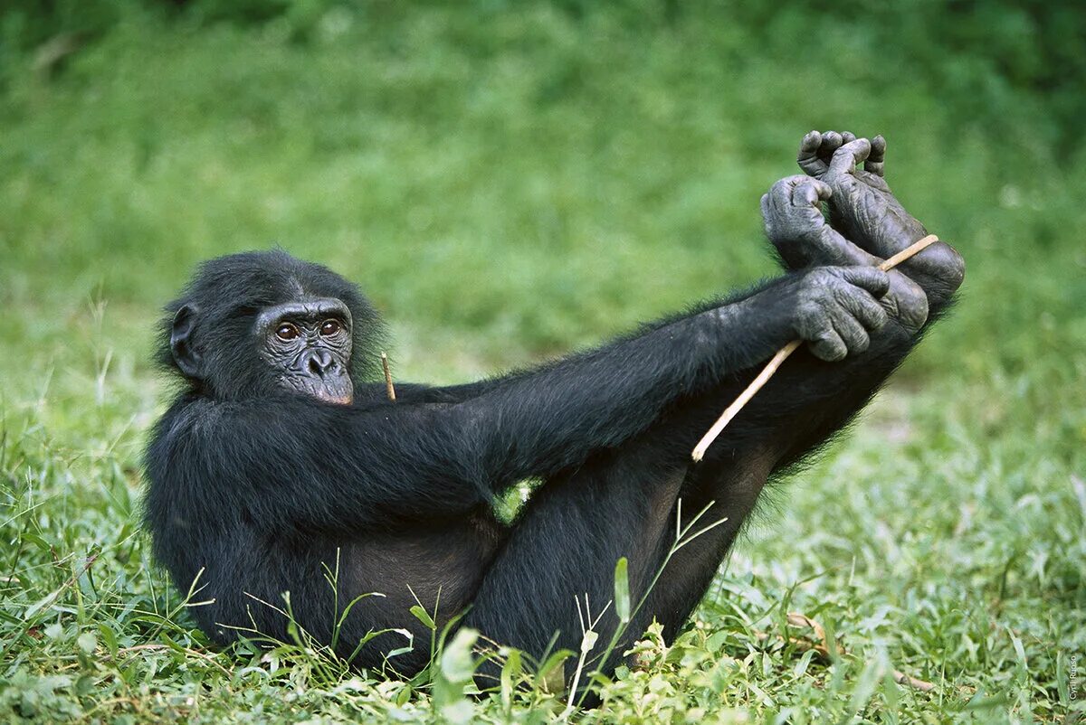 Самая человекообразная обезьяна. Приматы бонобо. Мартышка бонобо. Карликовый бонобо. Bonobo шимпанзе.