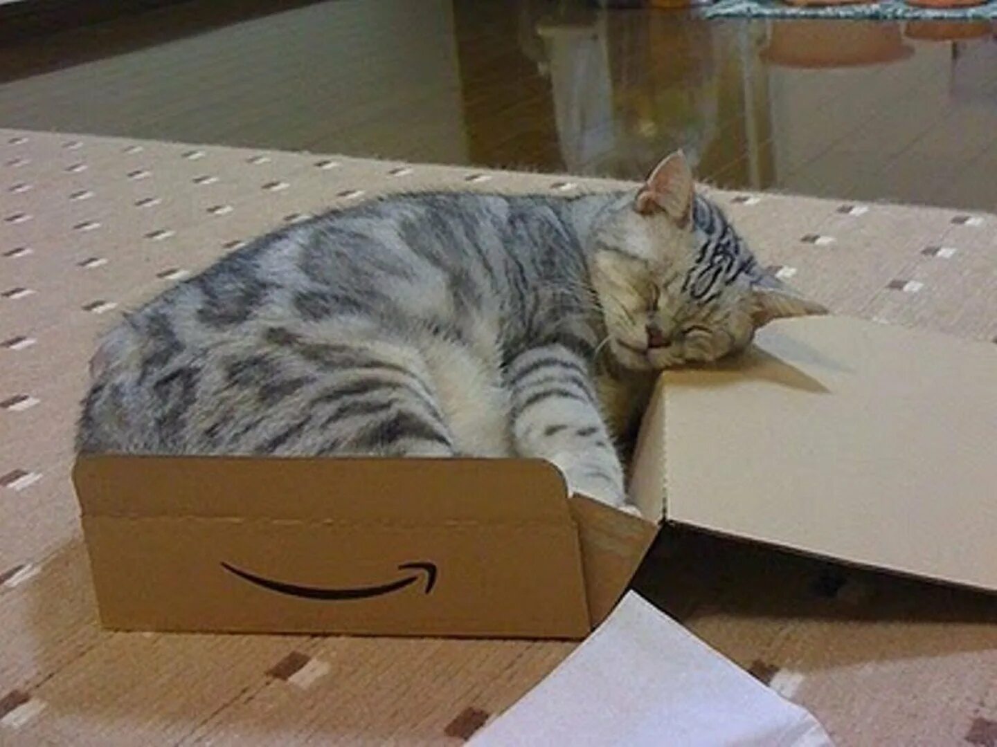 Кот любящий коробки. Котики в коробках. кошка в коробке. кот спит в коробке. коты спят в коробках.
