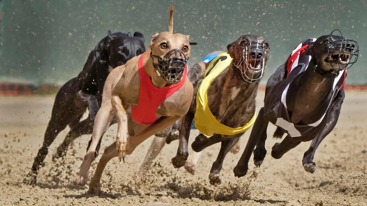 Собаки бегуны. Greyhound Racing. Животные и спорт. Животные чемпионы. Ипподром для собак.