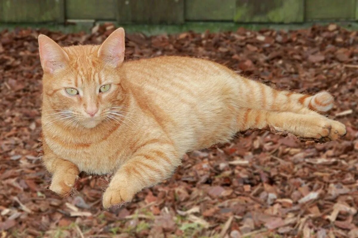 Европейская короткошерстная кошка рыжая. Европейская короткошерстная табби рыжий. Европейский короткошерстный кот рыжий. Бразильская короткошерстная кошка рыжая. Коты с жесткой шерстью