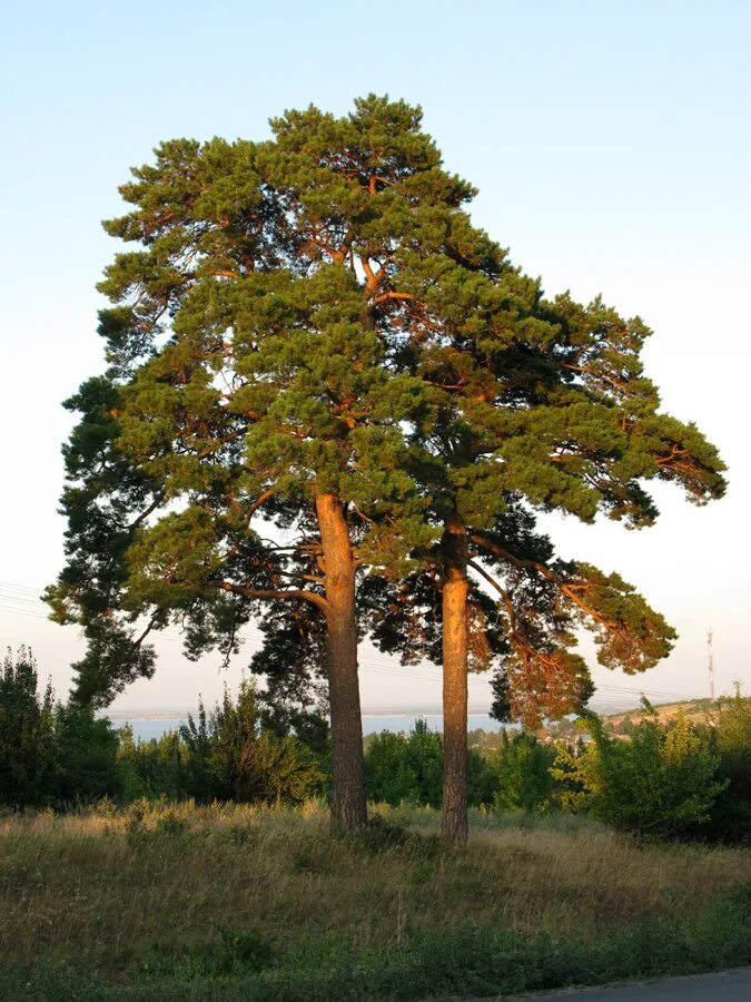 Хвойные ростовской области. Pinus Sylvestris. Сосна обыкновенная. Сосна обыкновенная Лесная. Вид сосна обыкновенная Pinus Sylvestris.