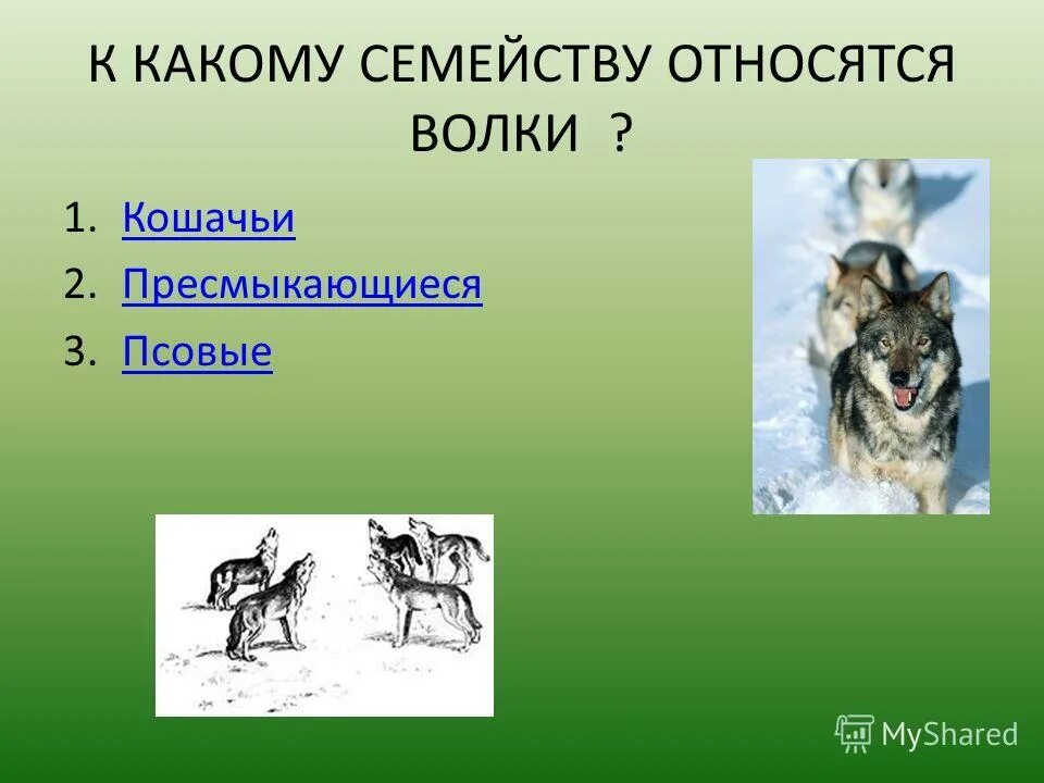 Род волки представители. Классификация животных 7 класс биология. Как появились собаки. Классификация животных собака. Характеристика волка.