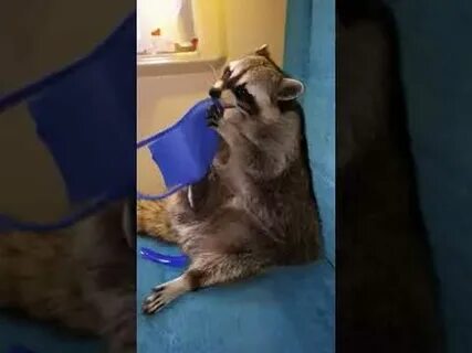 Енот илюша разнес квартиру видео