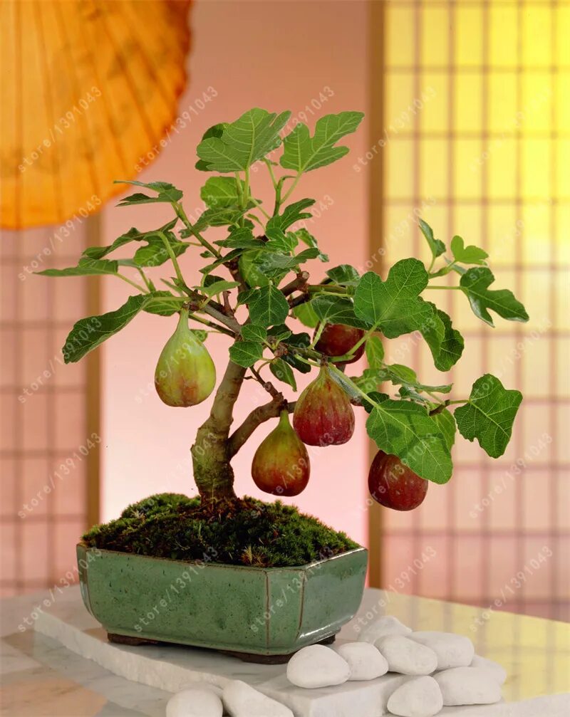 Экзотические фрукты дома в горшке. Тропические фрукты на подоконнике. Прорастить киви. Бонсай цитрус каламондин. Питайя вырастить дома.