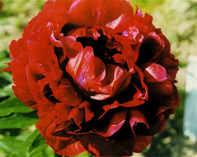 Купить пион травянистый Red Dandy / Пион Ред Денди в интернет-магазине 101 Пион.