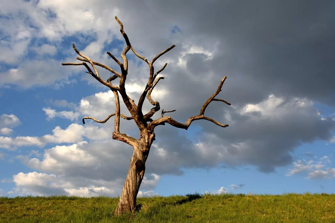 Сухое дерево. Засохшее дерево. Мертвое дерево. Ветвистое дерево. F tree