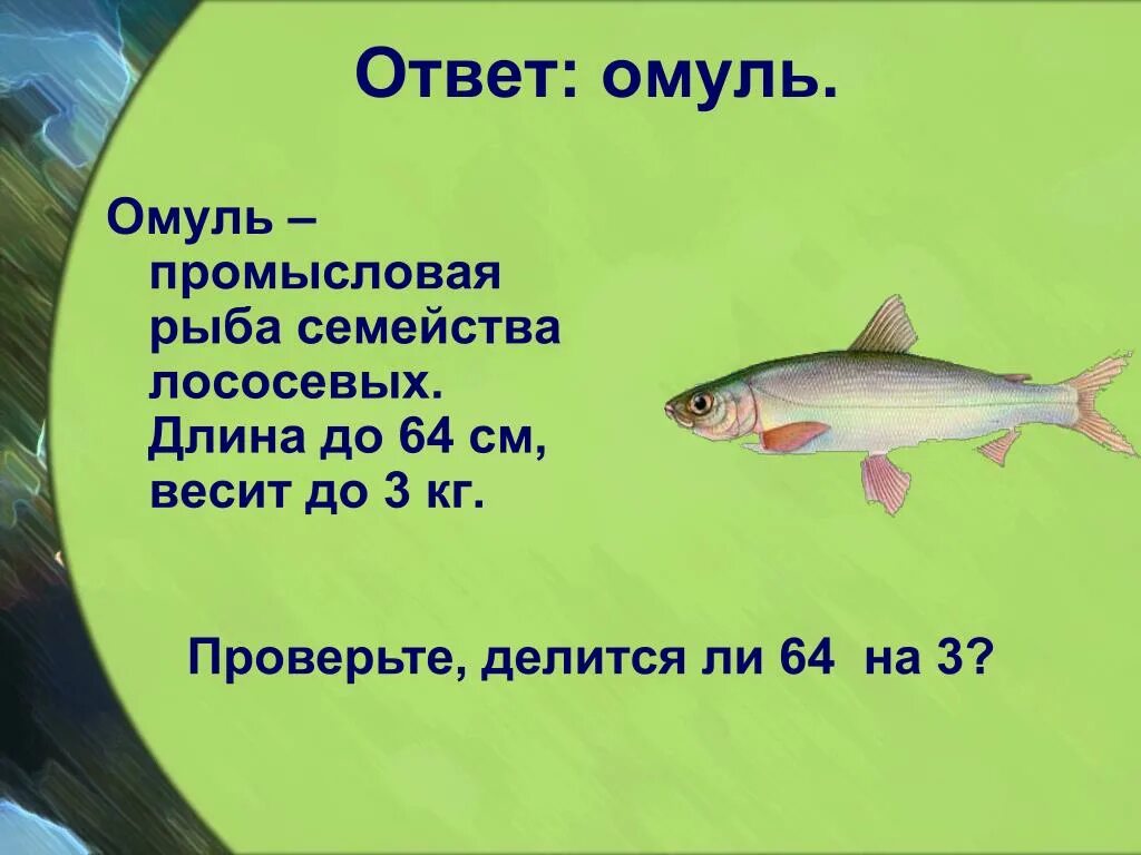 Байкальский омуль описание. Байкальский омуль описание