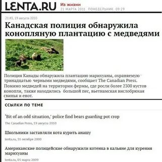Медведи охраняли плантацию