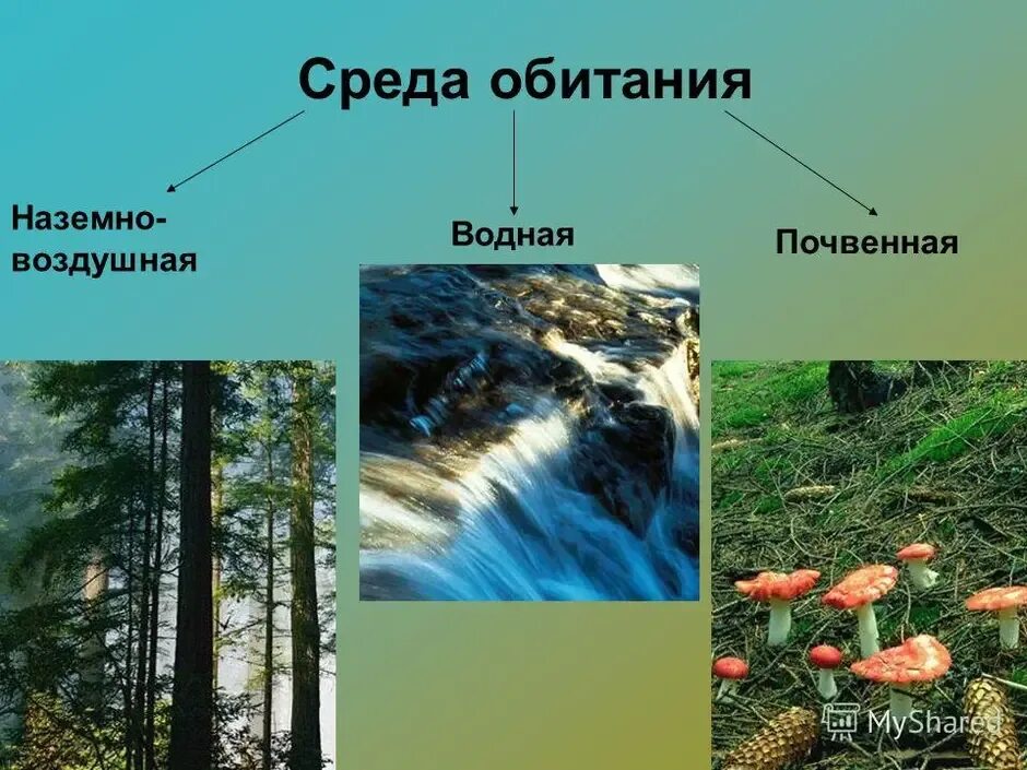 Среда обитания. Среда обитания водная наземно-воздушная почвенная. Нащемновоздушная среда обитания. Среда обитания водная наземновоздешная.