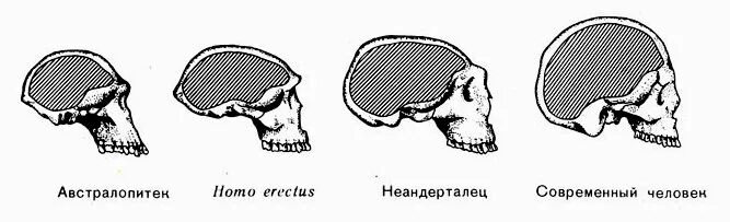 Развитый подбородочный выступ череп. Объем головного мозга австралопитека. Мозг человека шимпанзе австралопитека. Объем черепа австралопитеков. Австралопитек строение черепа и объем мозга.