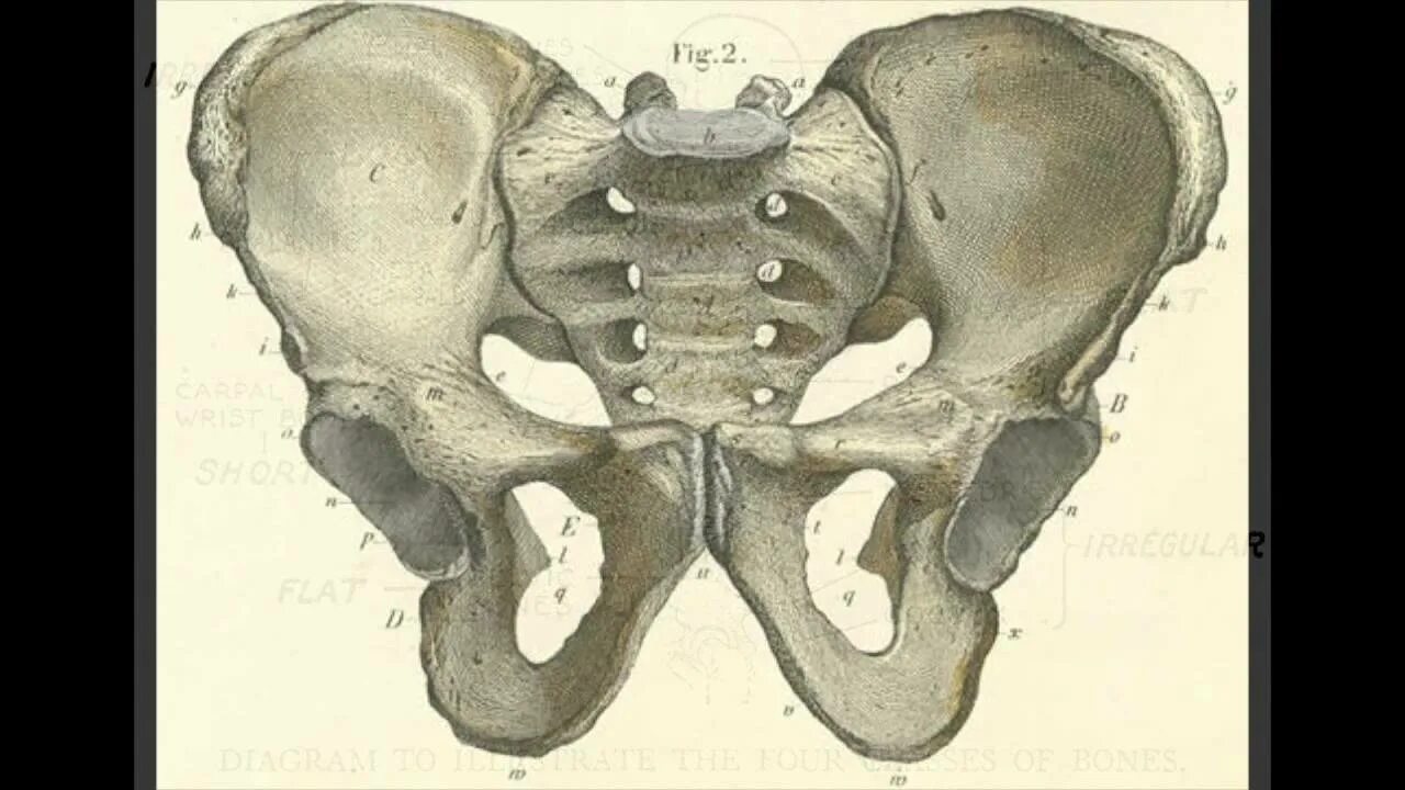 Три тазовые кости. Лобковая кость (os pubis). Кости таза анатомия. Тазовая кость анатомия Сапин. Тазовый пояс человека анатомия.