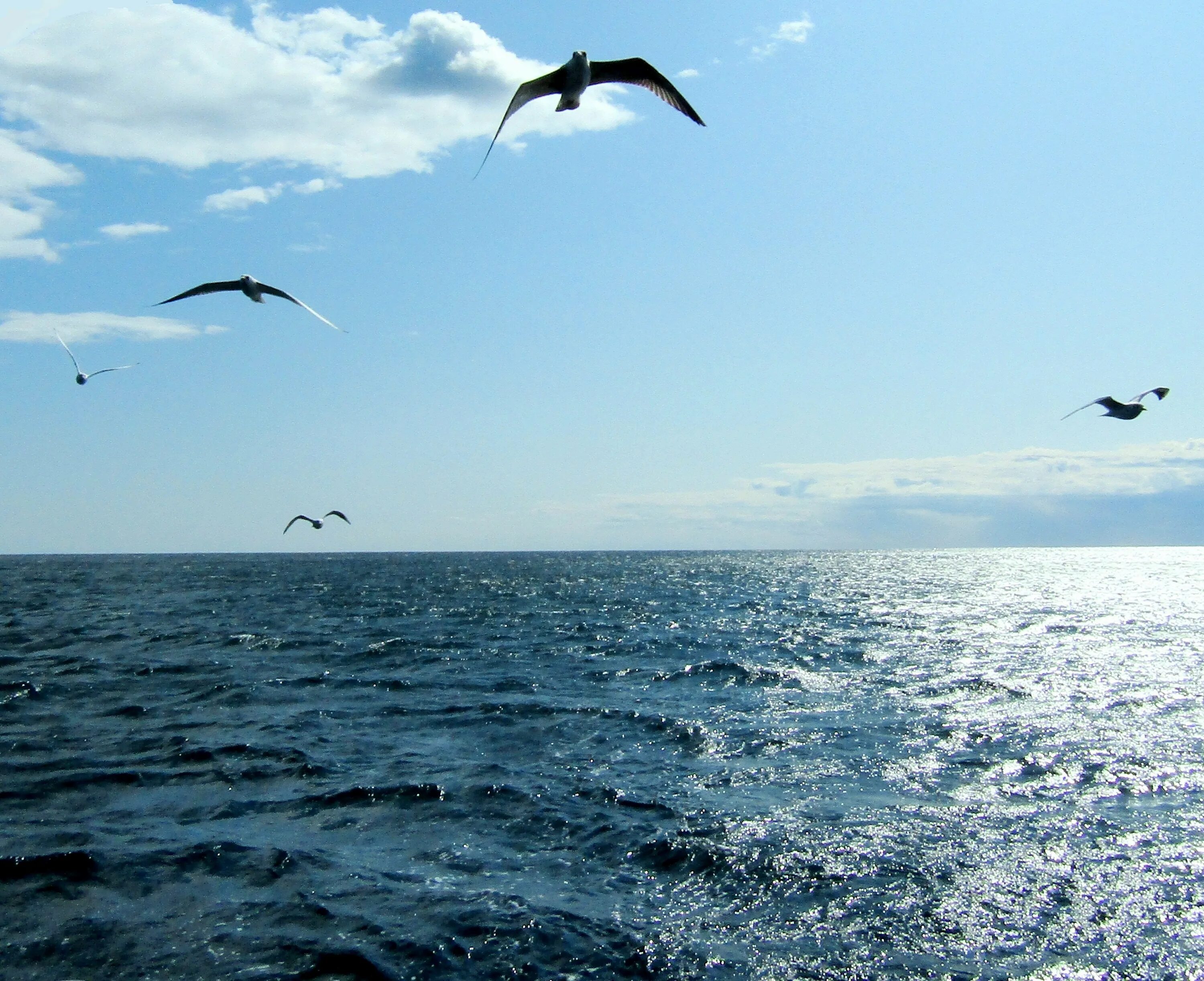 Прибой чайка. Море, Чайки. Красивое море с чайками. Чайка на море. Море солнце Чайки.
