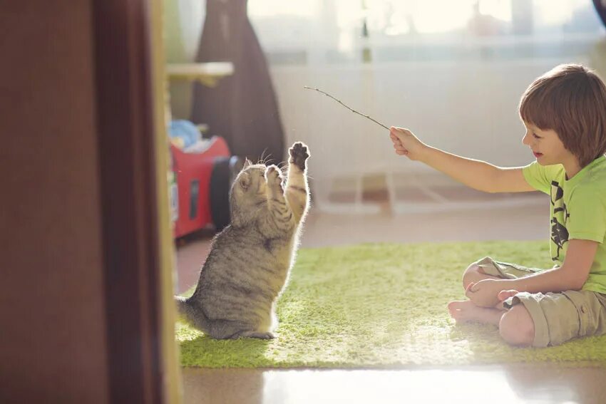 I play with cat. Кошка играет. Во что поиграть с кошкой на улице. Playing with Cat. A boy playing with a Cat.