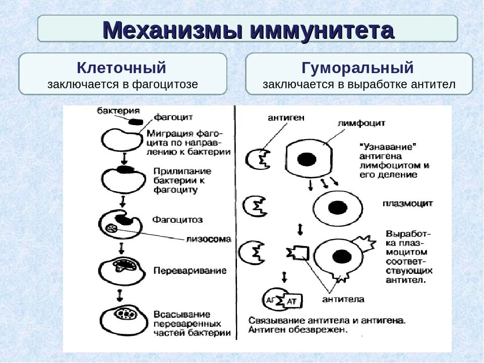 Установите очередность этапов образования графита. Клеточный и гуморальный иммунитет схема. Схема механизма образования иммунитета клеточный фагоцитоз. Охарактеризуйте механизмы иммунного ответа клеточный и гуморальный. Механизм гуморального иммунитета.