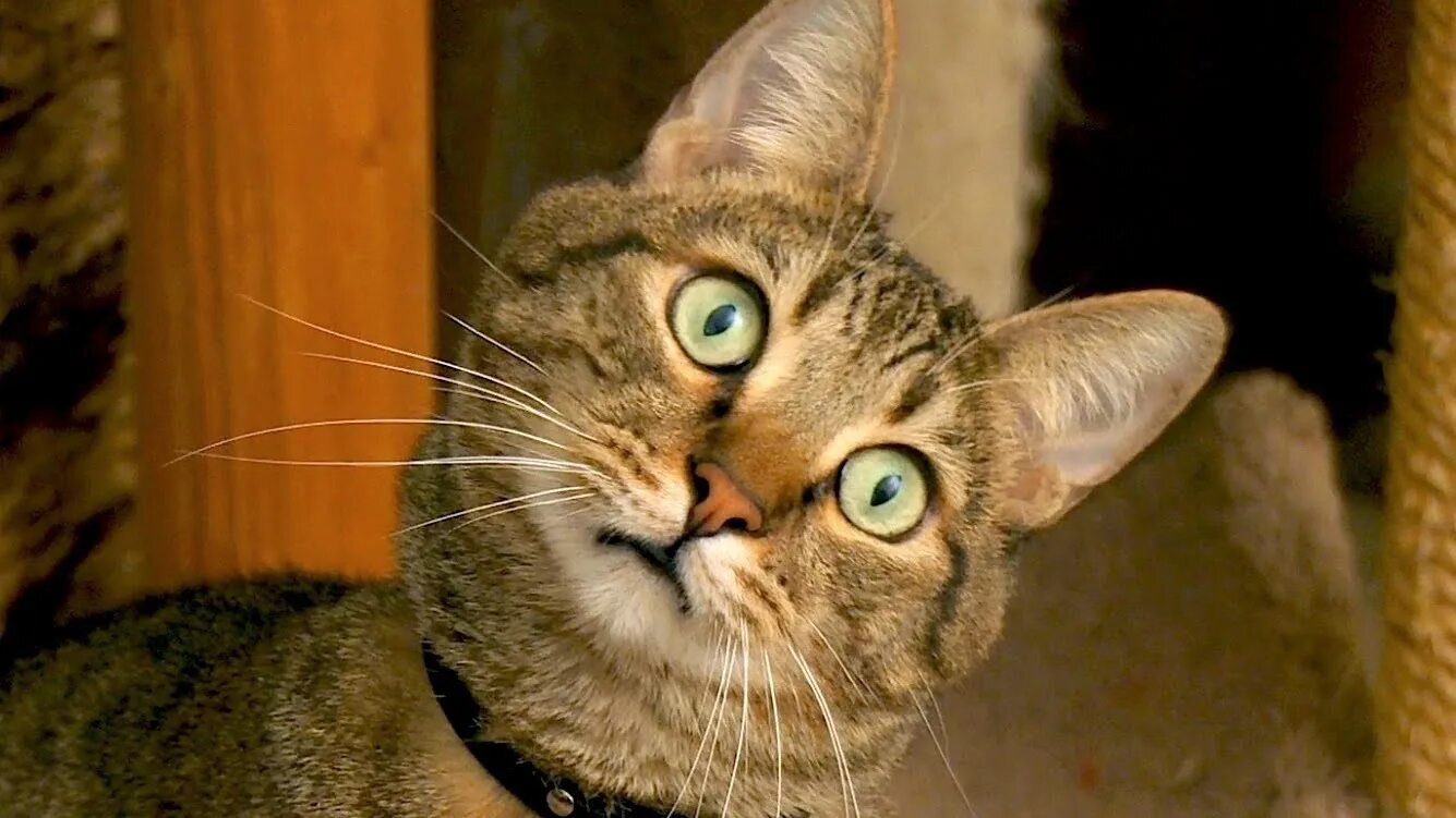 Удивленный кот. Кот задумчивый. Внимательный кот. Вопросительный взгляд кота.
